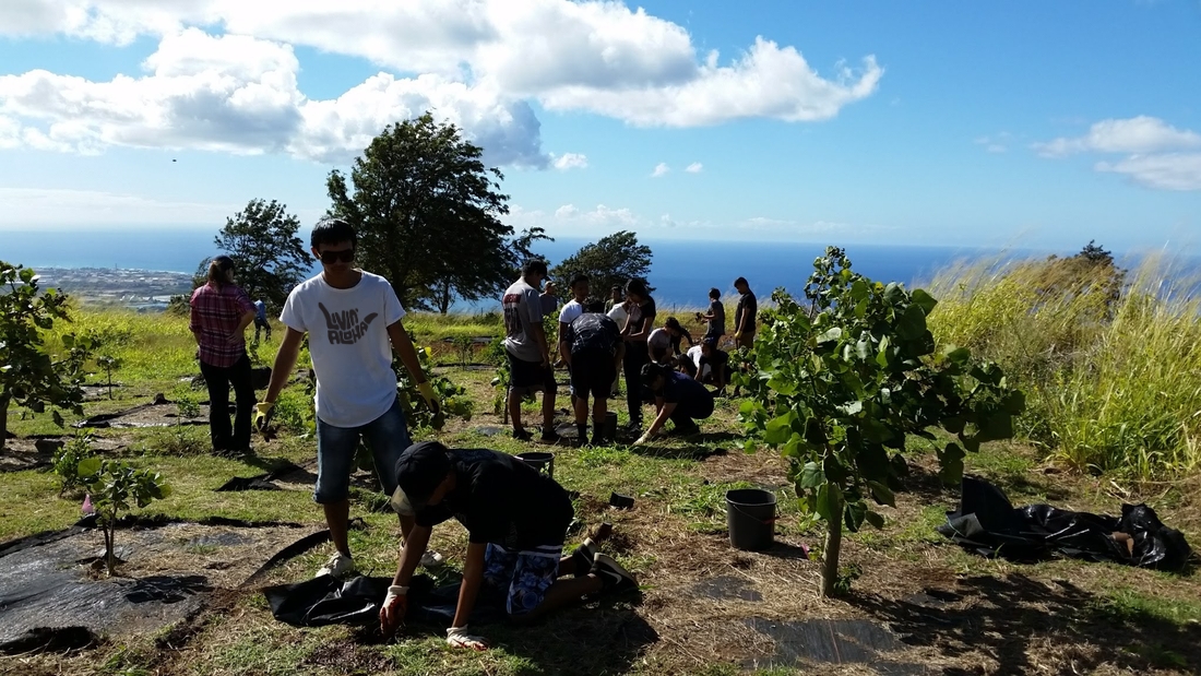 Planting native trees on the mountain, overlooking the ocean.